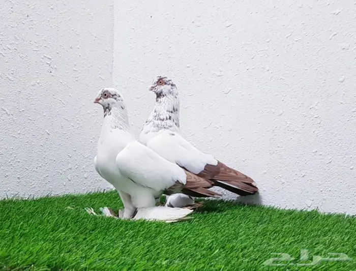 عشاق الحمام الحجم الصغير(( تم البيع)) 0