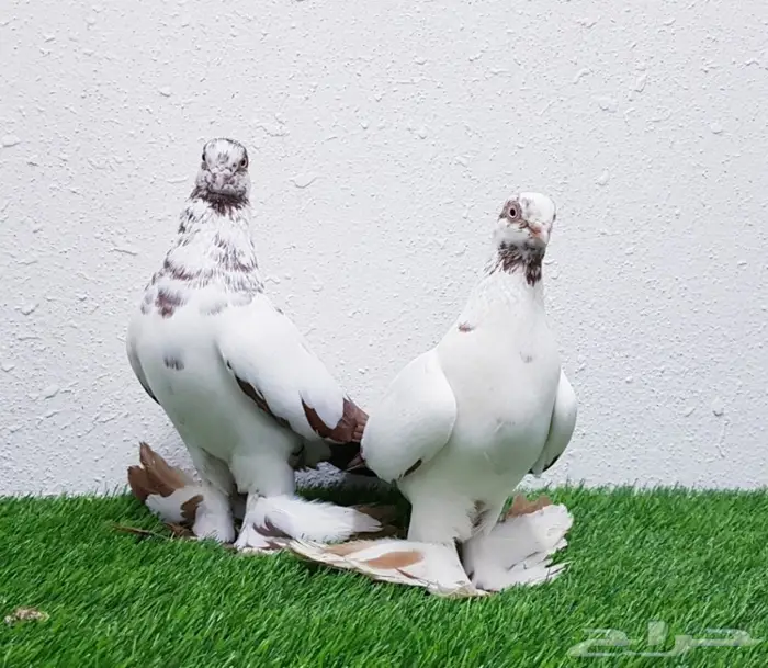 عشاق الحمام الحجم الصغير(( تم البيع)) 3