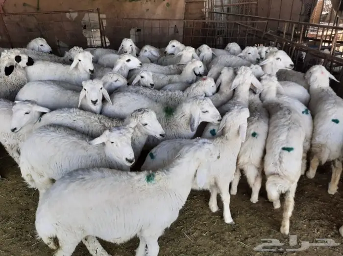 ذبايح حري مع الذبح والتوصيل للبيت 3