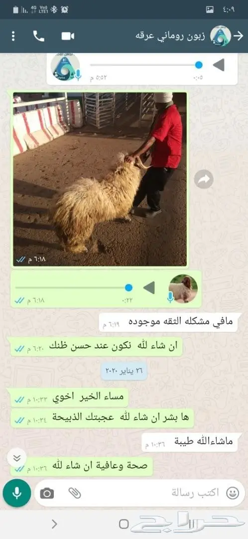 سوق الغنم - ذبح وتقطيع وتوصيل للمنزل 9