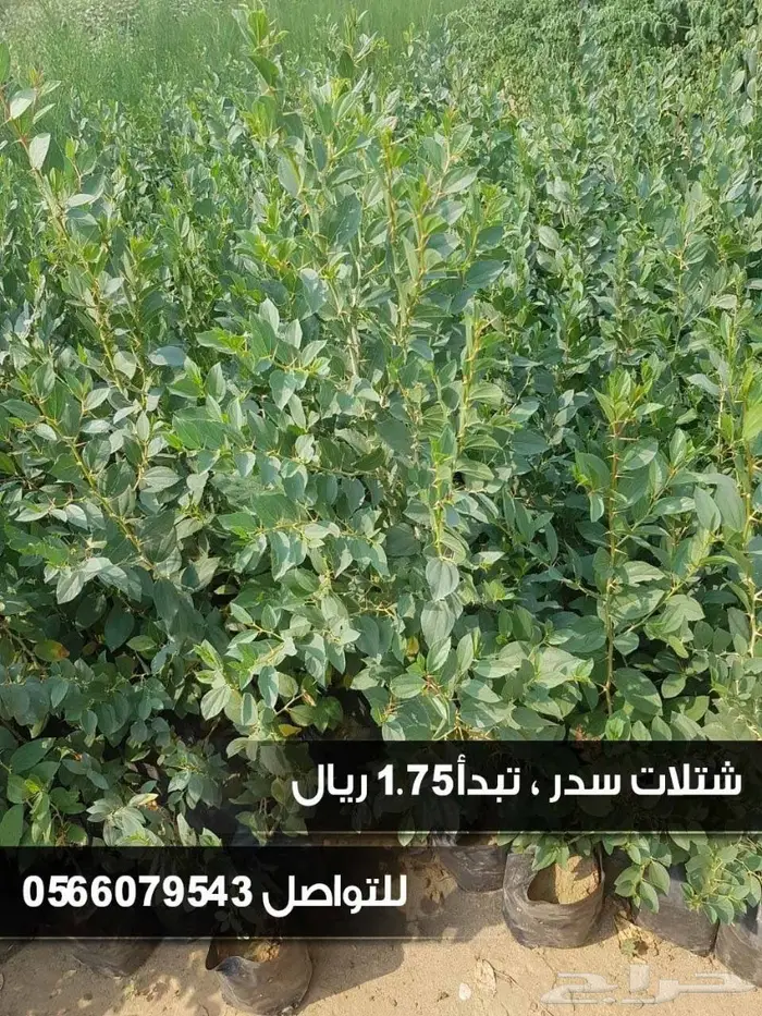 شتلات السلطان 0566079543 _ تبدأ ب1.50 ريال 6