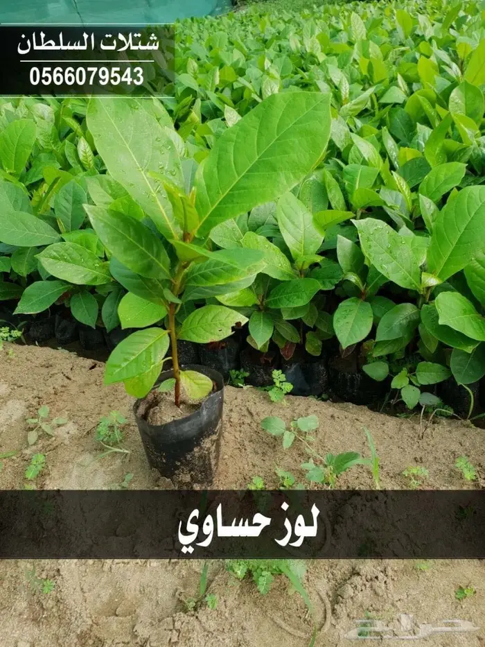 شتلات السلطان 0566079543 _ تبدأ ب1.50 ريال 7