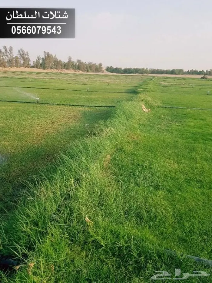 شتلات السلطان 0566079543 _ تبدأ ب1.50 ريال 11