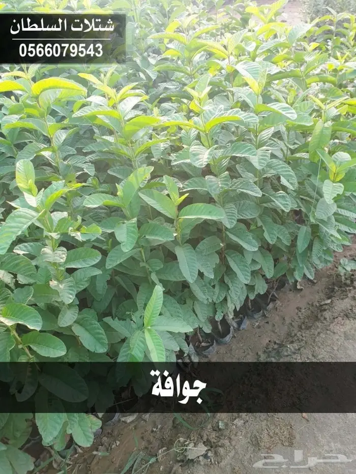 شتلات السلطان 0566079543 _ تبدأ ب1.50 ريال 23