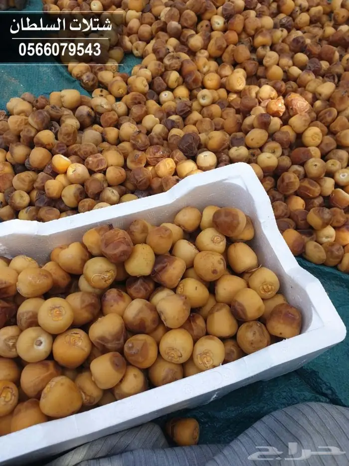 شتلات السلطان 0566079543 _ تبدأ ب1.50 ريال 25