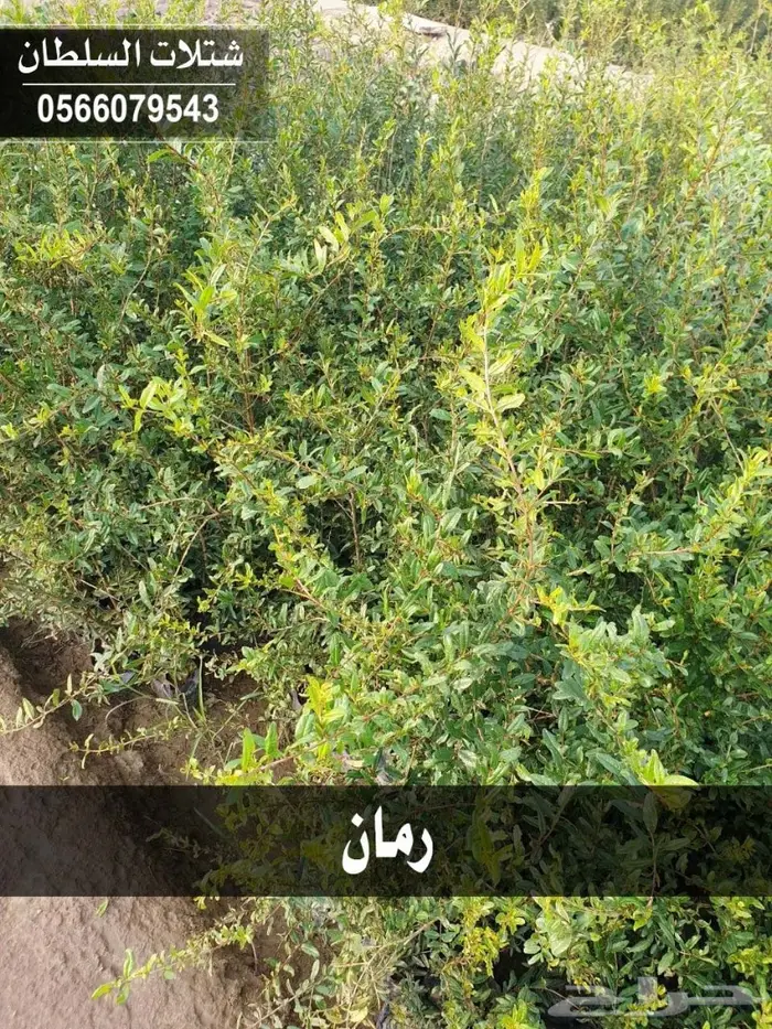 شتلات السلطان 0566079543 _ تبدأ ب1.50 ريال 29