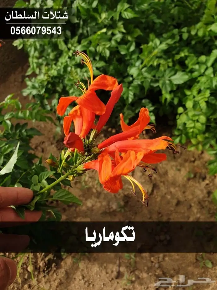 شتلات السلطان 0566079543 _ تبدأ ب1.50 ريال 32