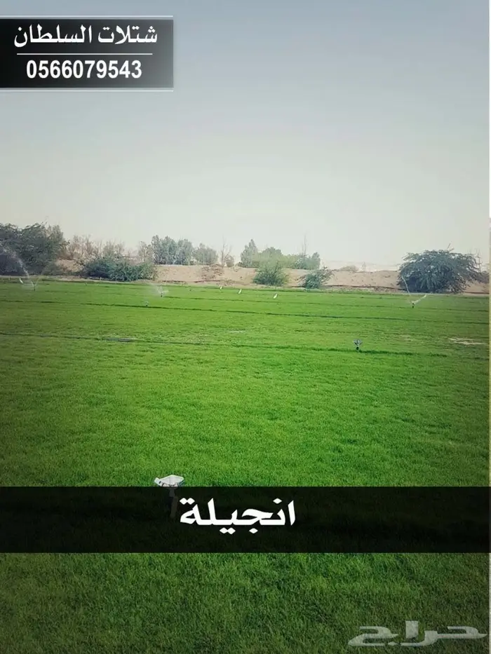 شتلات السلطان 0566079543 _ تبدأ ب1.50 ريال 36