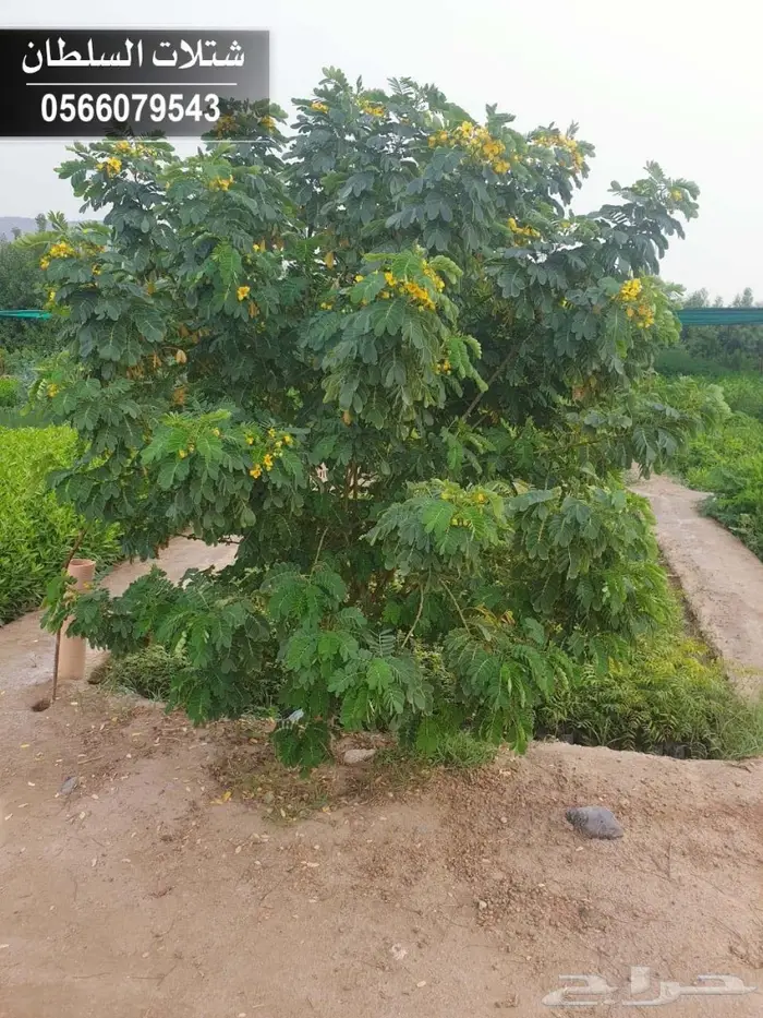 شتلات السلطان 0566079543 _ تبدأ ب1.50 ريال 39