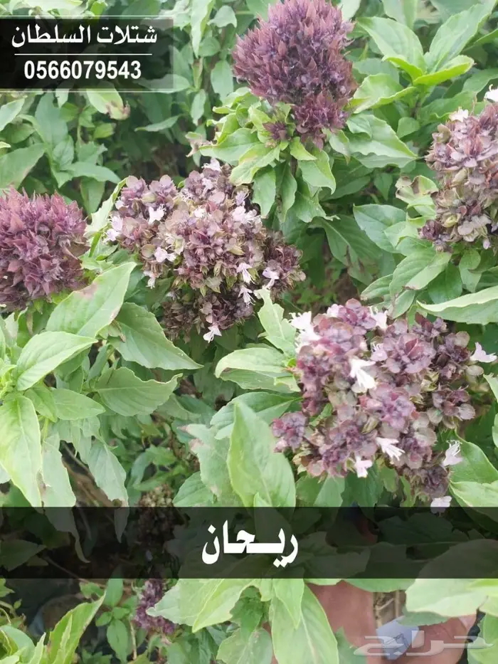 شتلات السلطان 0566079543 _ تبدأ ب1.50 ريال 41