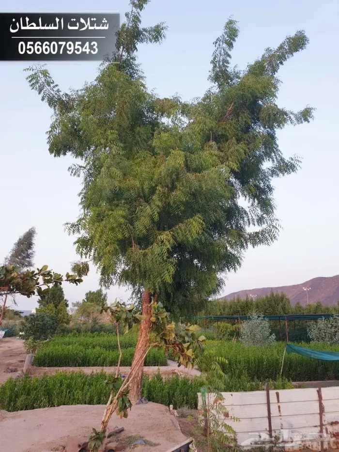 شتلات السلطان 0566079543 _ تبدأ ب1.50 ريال 45