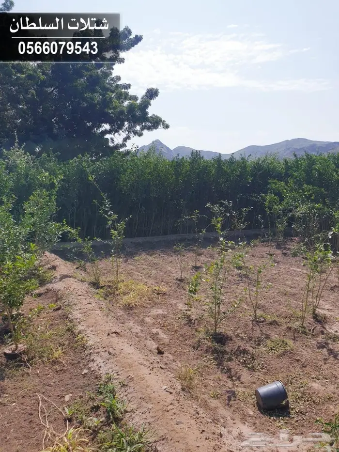 شتلات السلطان 0566079543 _ تبدأ ب1.50 ريال 51