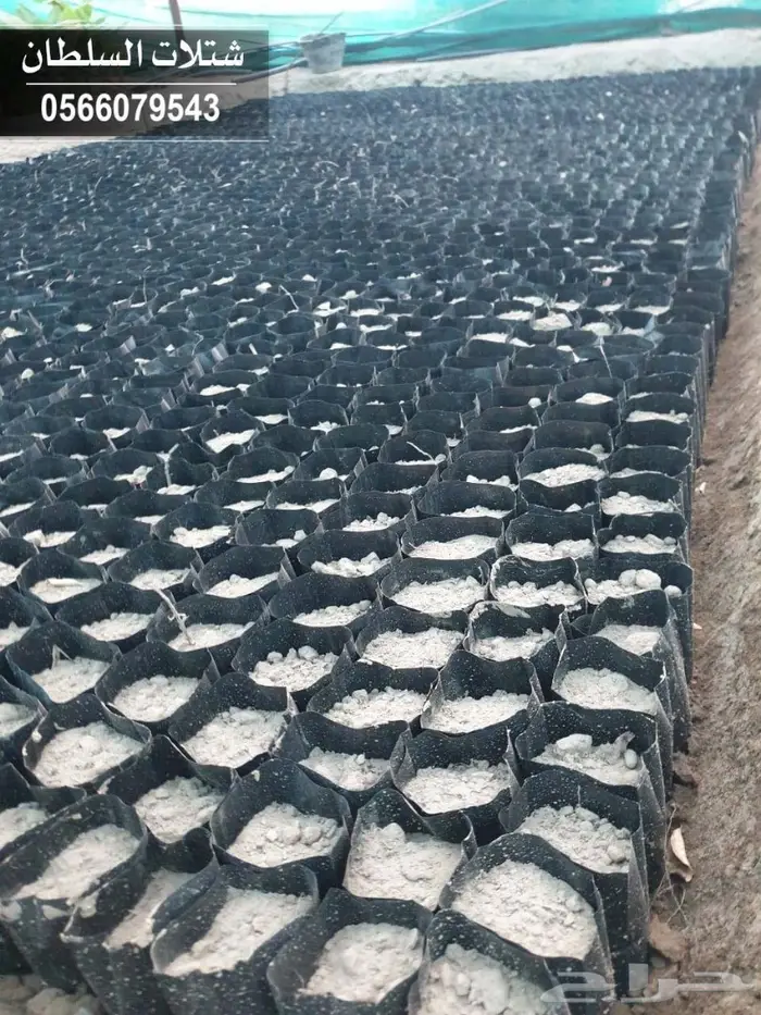 شتلات السلطان 0566079543 _ تبدأ ب1.50 ريال 61