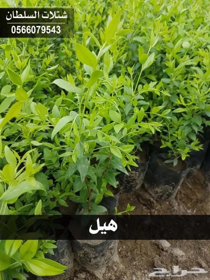 شتلات السلطان 0566079543 _ تبدأ ب1.50 ريال 75