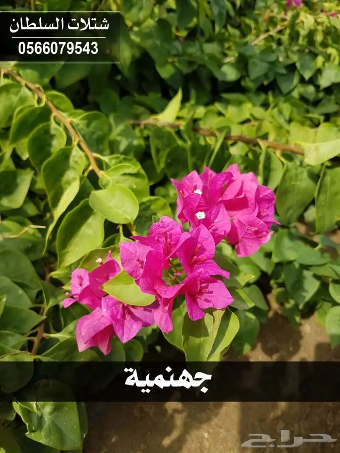 شتلات السلطان 0566079543 _ تبدأ ب1.50 ريال 79