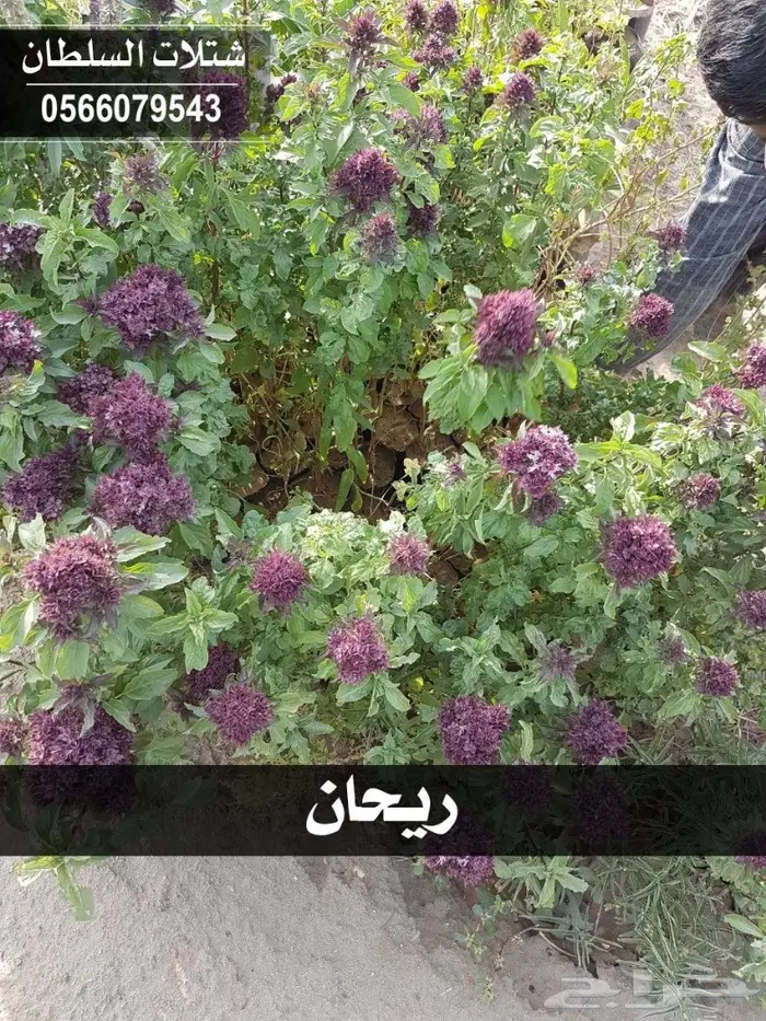 شتلات السلطان 0566079543 _ تبدأ ب1.50 ريال 80