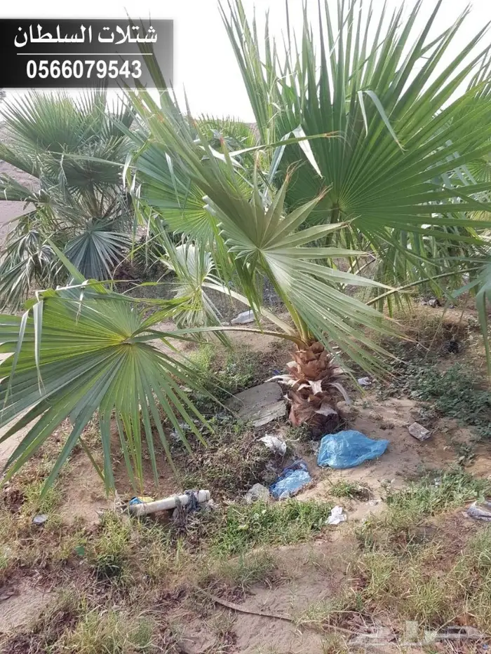 شتلات السلطان 0566079543 _ تبدأ ب1.50 ريال 82
