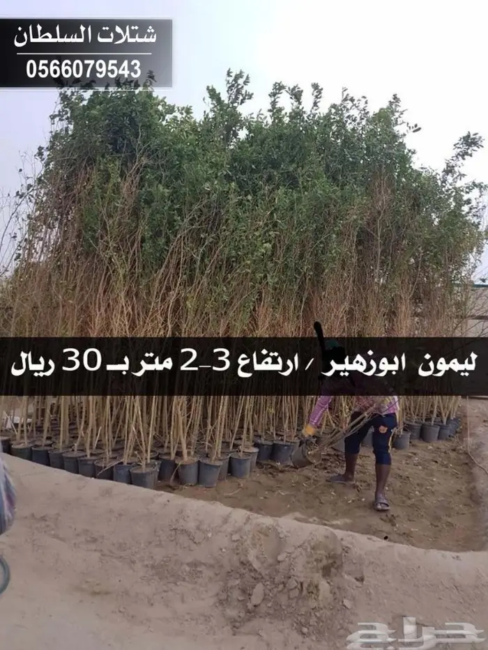 شتلات السلطان 0566079543 _ تبدأ ب1.50 ريال 84