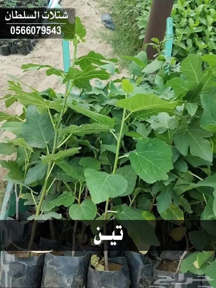 شتلات السلطان 0566079543 _ تبدأ ب1.50 ريال 95