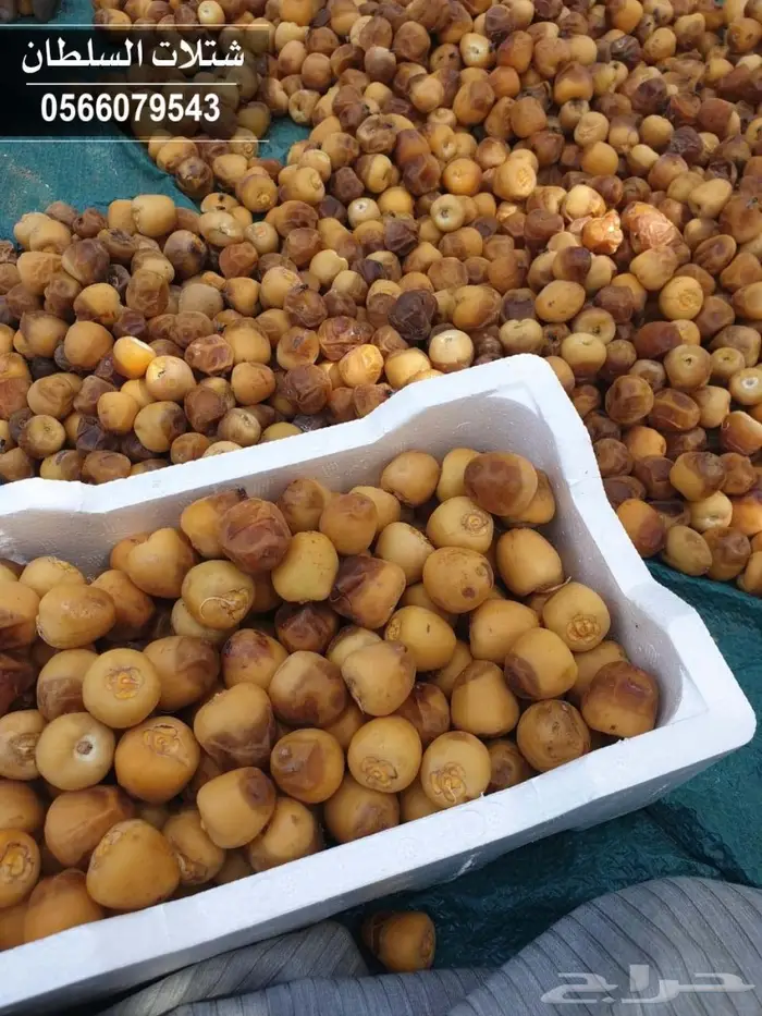 شتلات السلطان الزراعية - 0566079543 26