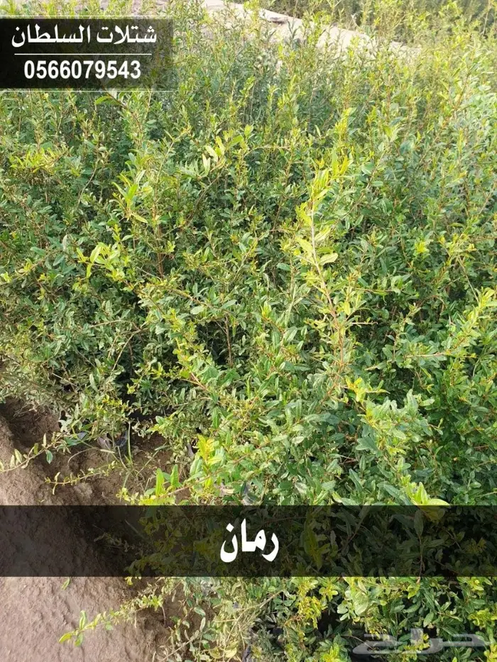 شتلات السلطان الزراعية - 0566079543 30
