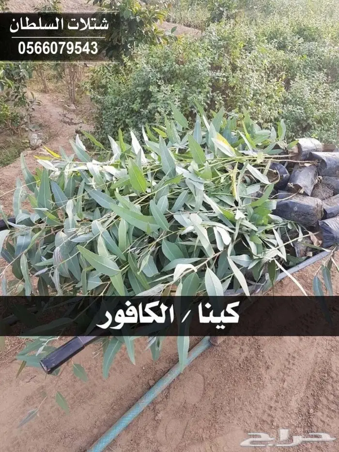 شتلات السلطان الزراعية - 0566079543 31