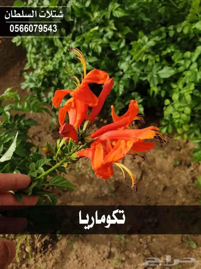 شتلات السلطان الزراعية - 0566079543 33