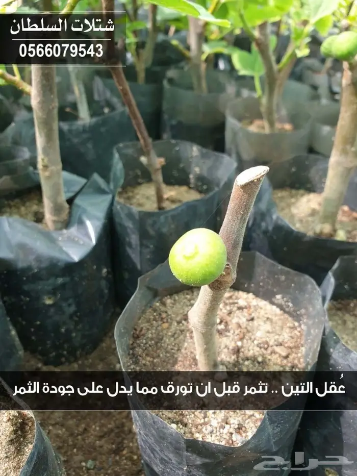 شتلات السلطان الزراعية - 0566079543 36