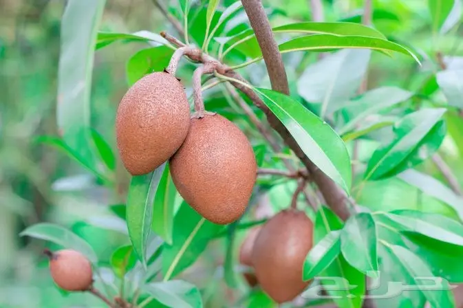 شتلات شيكو 1