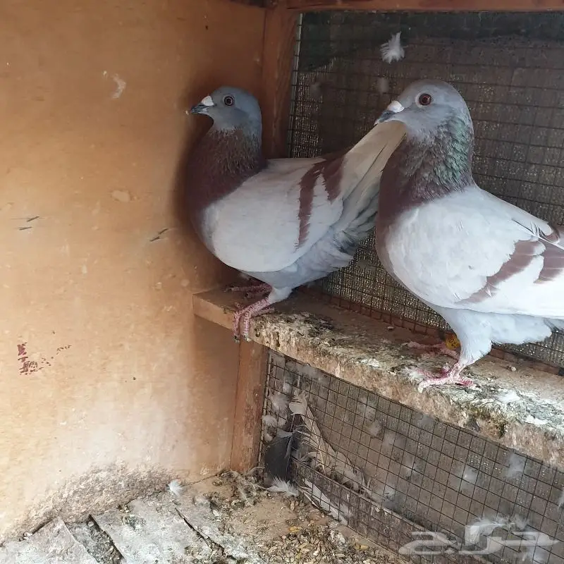 زاجل أبطال وخطوط فوز بشهادات اصل و نسب 45
