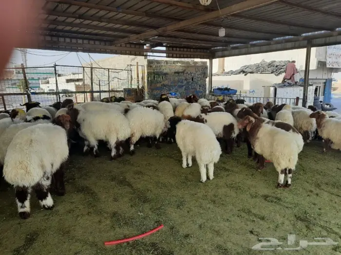 غنم نعيمي هرفي وجذع ذبح وتقطيع وتوصيل 5