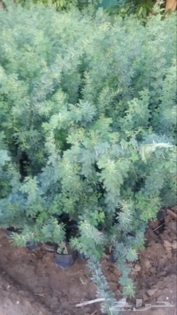 شتلات عبدالعزيز السلطان باقل الاسعار  96