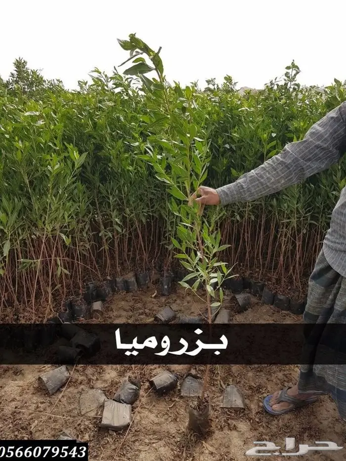 شتلات عبدالعزيز السلطان باقل الاسعار  85