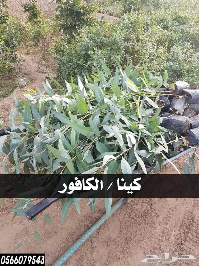 شتلات عبدالعزيز السلطان باقل الاسعار  99