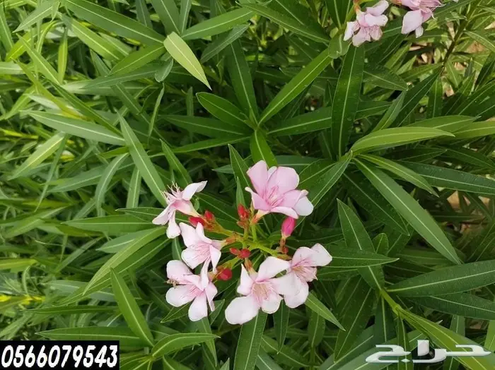 شتلات عبدالعزيز السلطان باقل الاسعار  62