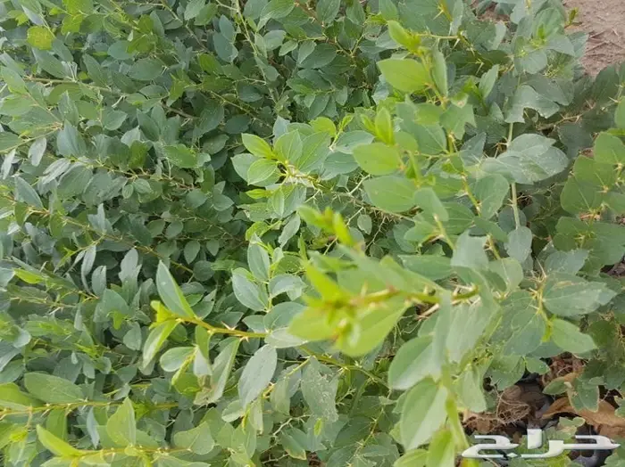 شتلات عبدالعزيز السلطان باقل الاسعار  91