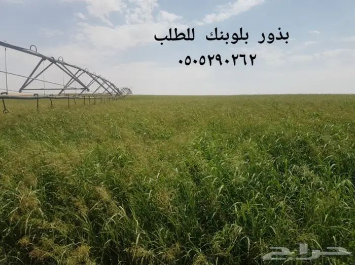 للبيع بذور بلوبنك تنزاني نظيف وثقيل جدا 0