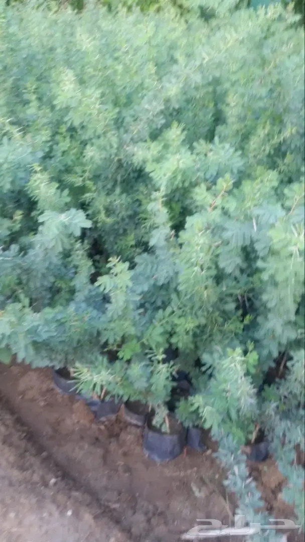 العرض  الأقوى للشتلات الزراعية ب1.5 للشتله  97