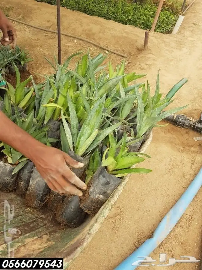 العرض  الأقوى للشتلات الزراعية ب1.5 للشتله  2