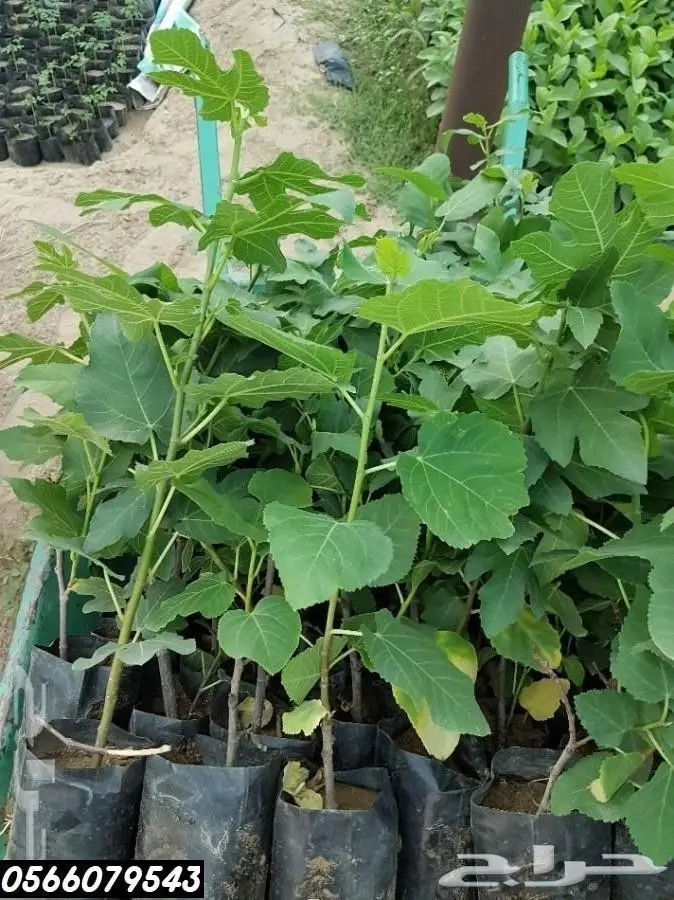 العرض  الأقوى للشتلات الزراعية ب1.5 للشتله  3