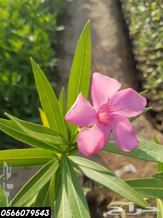 العرض  الأقوى للشتلات الزراعية ب1.5 للشتله  7