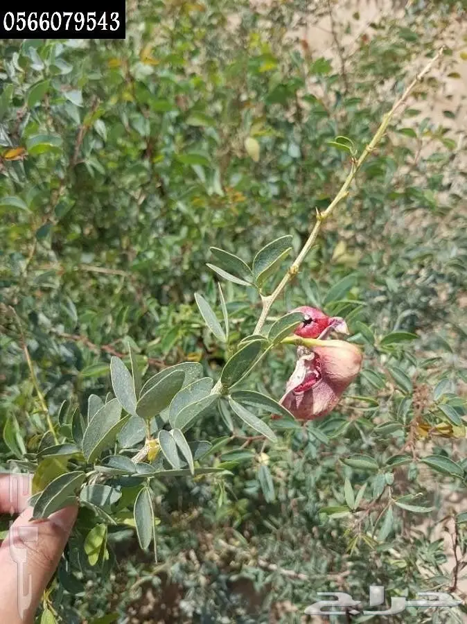 العرض  الأقوى للشتلات الزراعية ب1.5 للشتله  8