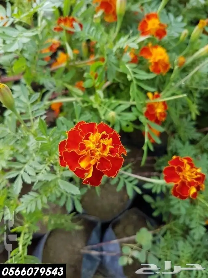 العرض  الأقوى للشتلات الزراعية ب1.5 للشتله  9