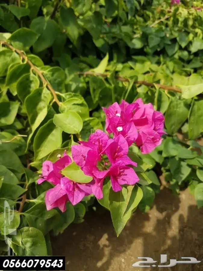 العرض  الأقوى للشتلات الزراعية ب1.5 للشتله  10