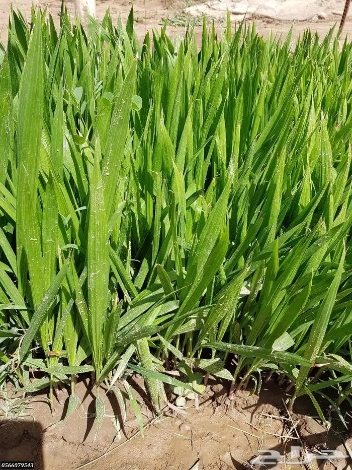 العرض  الأقوى للشتلات الزراعية ب1.5 للشتله  13