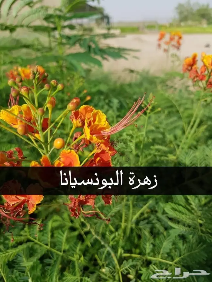 العرض  الأقوى للشتلات الزراعية ب1.5 للشتله  16