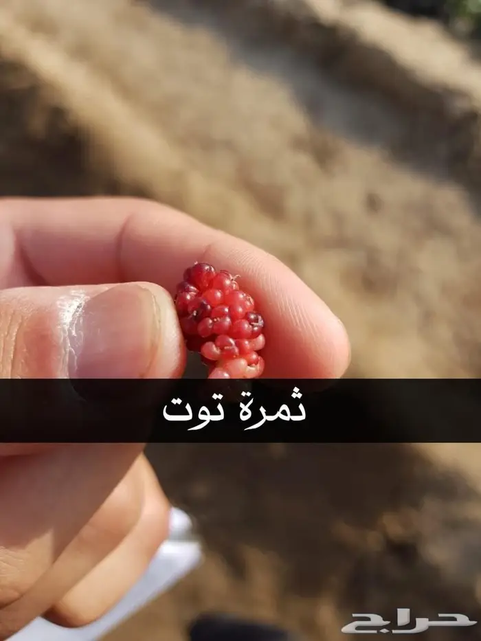 العرض  الأقوى للشتلات الزراعية ب1.5 للشتله  17