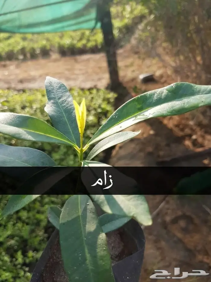 العرض  الأقوى للشتلات الزراعية ب1.5 للشتله  19