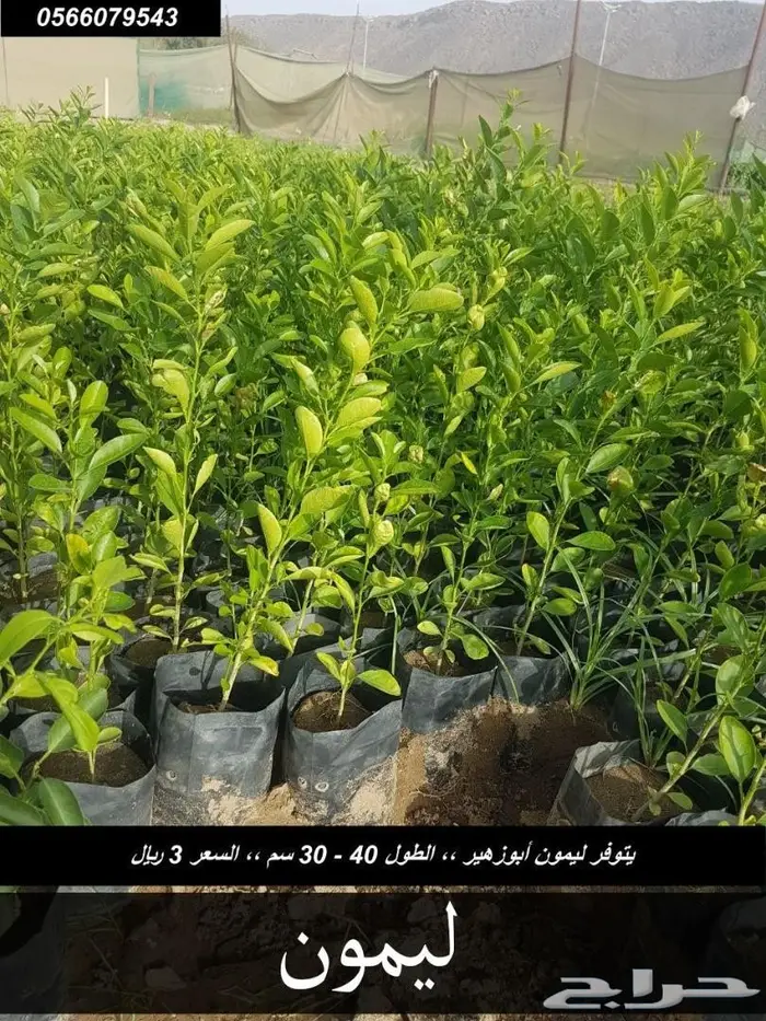 العرض  الأقوى للشتلات الزراعية ب1.5 للشتله  21