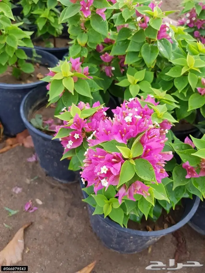 العرض  الأقوى للشتلات الزراعية ب1.5 للشتله  22